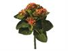 PIANTINA KALANCHOE CM23 ARANCIO