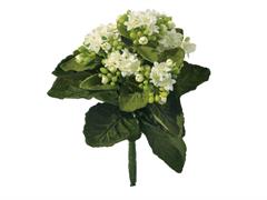 PIANTINA KALANCHOE CM23 BIANCO