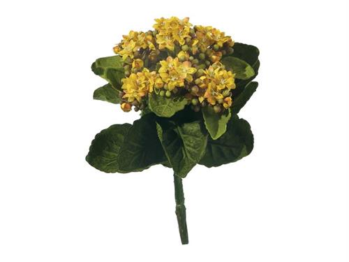 PIANTINA KALANCHOE CM23 GIALLO
