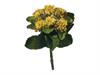 PIANTINA KALANCHOE CM23 GIALLO