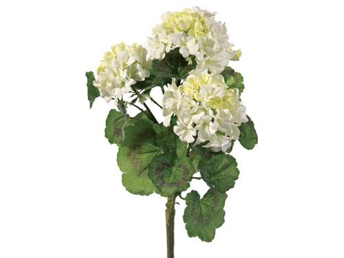 BUSH GERANI 38 BIANCO