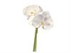 BUNDLE PHALAENOPSIS X4 CM25  BIANCO