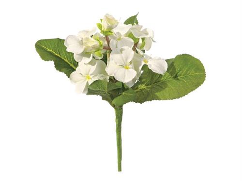 BUSH PRIMULA OBCONICA CM30 BIANCO