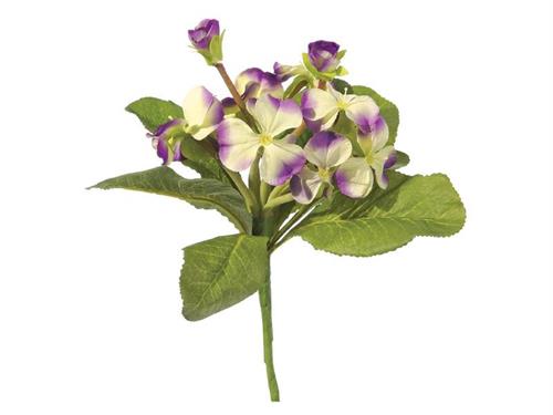 BUSH PRIMULA OBCONICA CM30 PURPLE