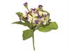BUSH PRIMULA OBCONICA CM30 PURPLE