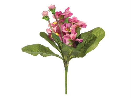 BUSH PRIMULA OBCONICA CM30 ROSA