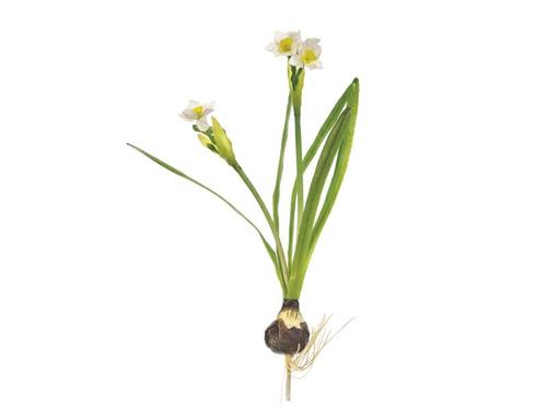 NARCISO DORIS C/BULBO CM35 BIANCO