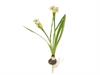 NARCISO DORIS C/BULBO CM35 BIANCO