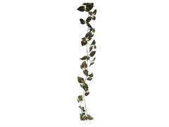 GARLAND COLEUS CM220 VERDE BORDEAUX