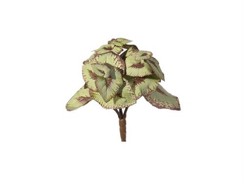 PIANTINA BEGONIA CM20 VERDE