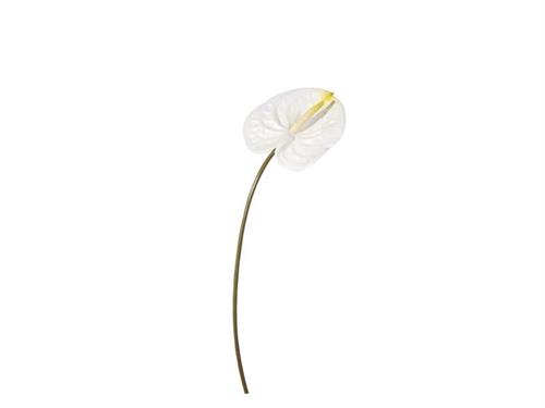 ANTHURIUM WENDY CM45 BIANCO