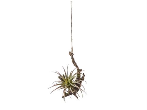 PENDENTE TRONCHETTO C/TILLANDSIA CM20 VERDE