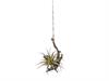 PENDENTE TRONCHETTO C/TILLANDSIA CM20 VERDE