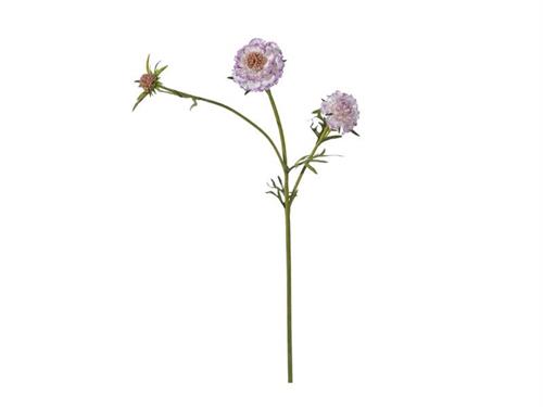 SCABIOSA X3 CM70 LILLA