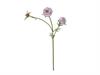 SCABIOSA X3 CM70 LILLA