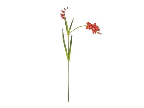 FRESIA JASMINE CM91 ARANCIO