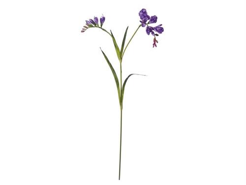 FRESIA JASMINE CM91 PURPLE