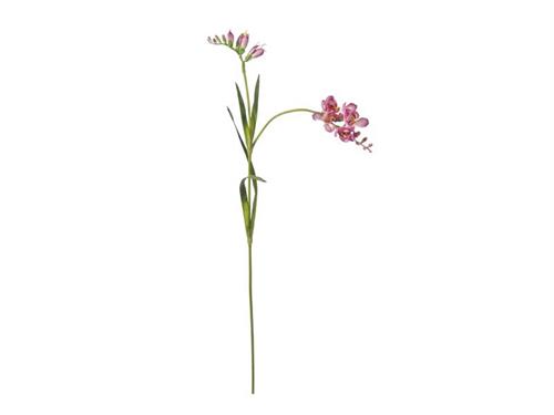 FRESIA JASMINE CM91 ROSA