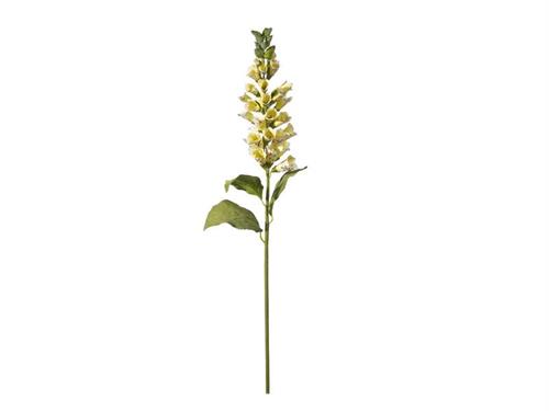 DIGITALIS PURPUREA CM82 GIALLO