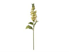 DIGITALIS PURPUREA CM82 GIALLO