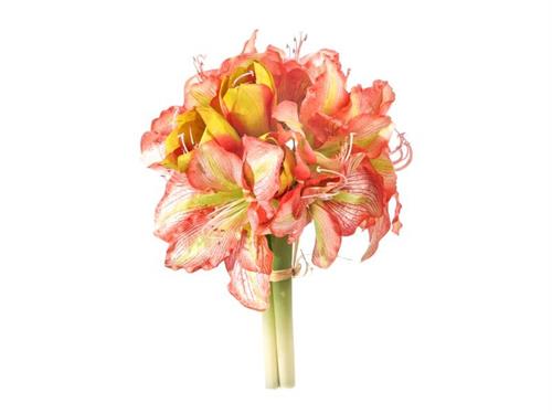 BUNDLE AMARYLLIS X3 CM38 ARANCIO