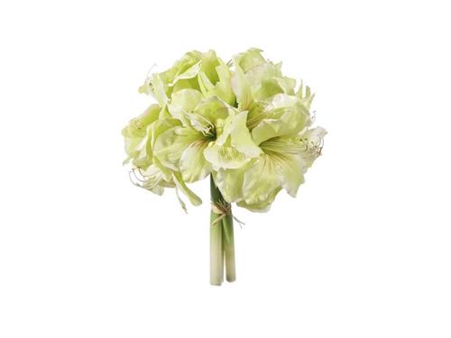 BUNDLE AMARYLLIS X3 CM38 VERDE