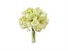 BUNDLE AMARYLLIS X3 CM38 VERDE