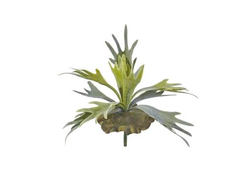 BUSH PLATICERIUM KRON CM28 VERDE