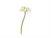 AMARYLLIS 3D CM76 BIANCO