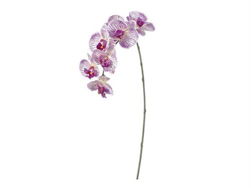 PHALAENOPSIS 3D X7 CM81 PURPLE