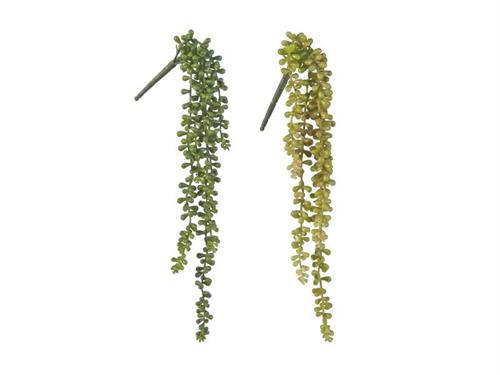 CADENTE SENECIO GALET CM50 ASS VERDE