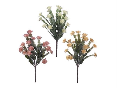 PIANTINA HATHIORA CM39 ASS