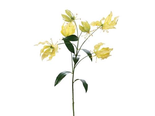 GLORIOSA CM95 GIALLO