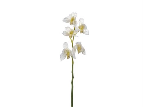 CYMBIDIUM X5 CM64 BIANCO