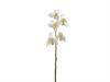 CYMBIDIUM X5 CM64 BIANCO