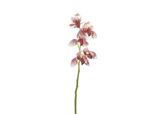 CYMBIDIUM X5 CM64 ROSA