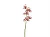 CYMBIDIUM X5 CM64 ROSA