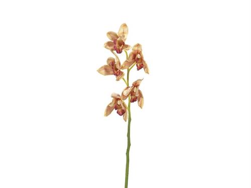 CYMBIDIUM X5 CM64 SALMONE