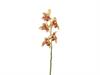 CYMBIDIUM X5 CM64 SALMONE