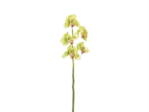 CYMBIDIUM X5 CM64 VERDE