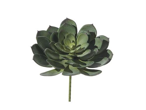 PIANTA GRASSA D22 H28 VERDE