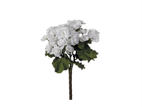 BUSH BEGONIA CM25 BIANCO