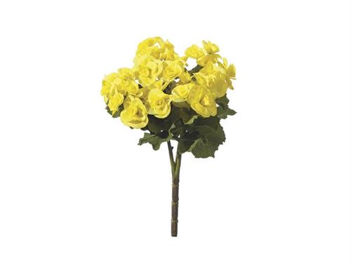 BUSH BEGONIA CM25 GIALLO