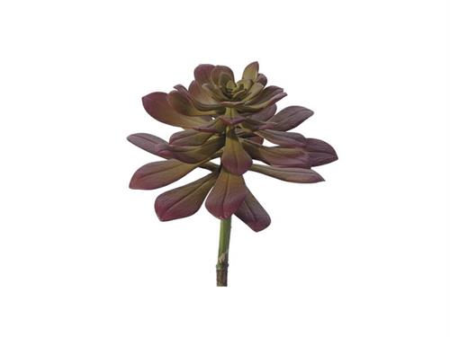 PIANTA GRASSA CM27 ROSSO/VERDE