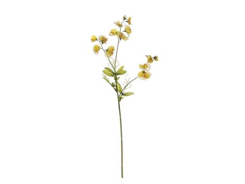 FIORE DI PISELLO CM75 GIALLO