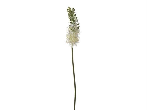 EREMURUS CM86 BIANCO