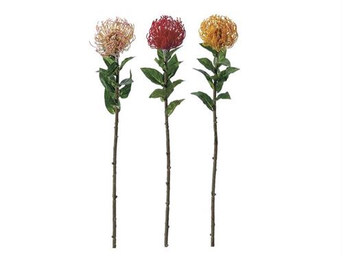 PROTEA NUTAN CM74 ASS