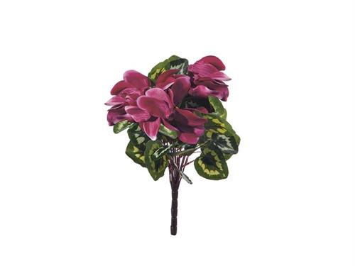 BUSH CICLAMINO X12 CM32 FUXIA