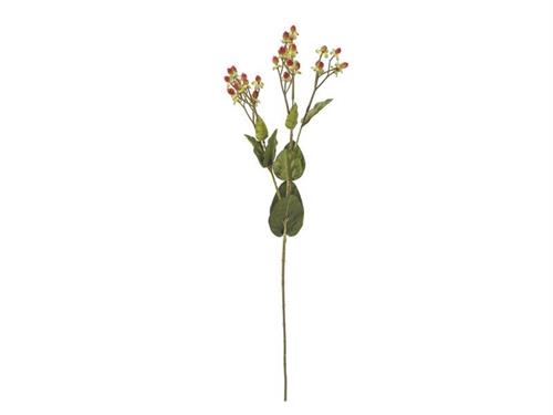 HYPERICUM X5 CM65 ROSSO