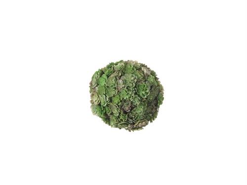 SFERA SUCCULENTE CM10 VERDE